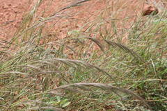 Aristida setacea